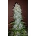 G14 Auto - FastBuds